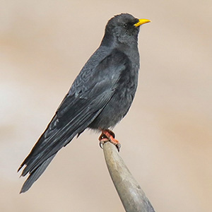 Yellow-billed Chough